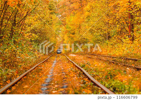 Autumn forest through which an old tram rides (Ukraine) 116606799