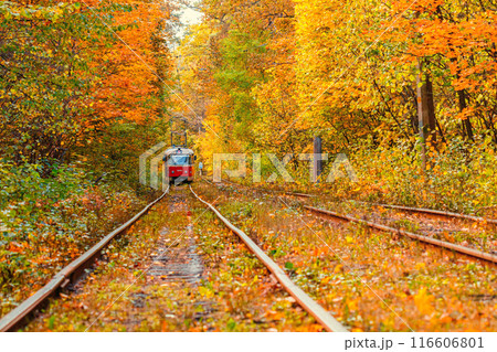 Autumn forest through which an old tram rides (Ukraine) 116606801