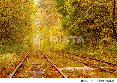Autumn forest through which an old tram rides (Ukraine) 116606806