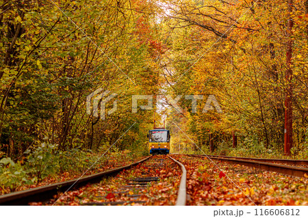 Autumn forest through which an old tram rides (Ukraine) Autumn forest through which an old tram rides (Ukraine) 116606812