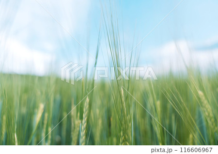 Green ears of wheat close up against blue sky 116606967