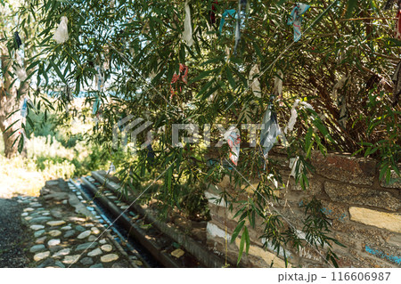 Ribbons and scarves are tied on hanging willow branches above the spring. Traditions for luck Ribbons and scarves are tied on hanging willow branches above the spring. Traditions for luck 116606987