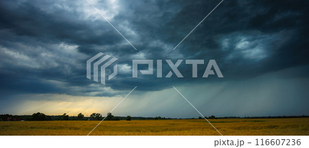 Dramatic storm clouds over wheat field, creating threatening atmosphere in countryside Dramatic storm clouds over wheat field, creating threatening atmosphere in countryside 116607236