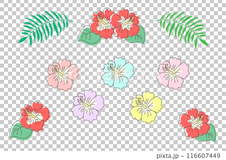 ハイビスカスのカラフルな花のイラスト ハイビスカスのカラフルな花のイラスト 116607449