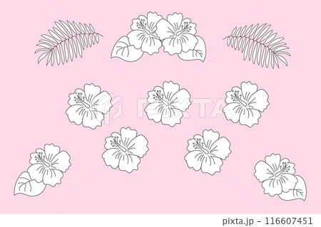ハイビスカスの花のイラスト/線画 116607451