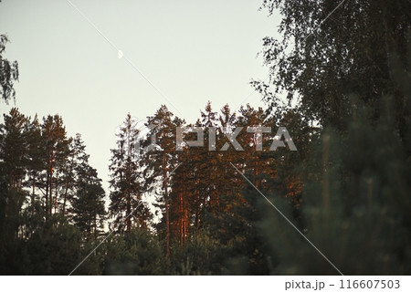 Beekeeper is working with bees and beehives on the apiary. Beekeeper is working with bees and beehives on the apiary. 116607503