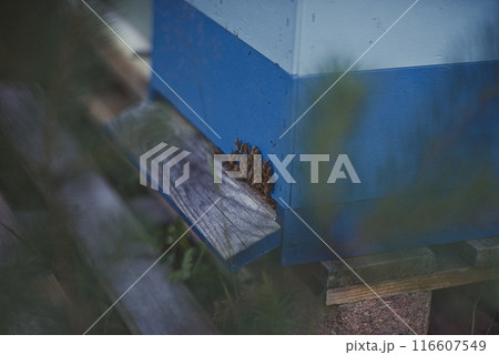 Beekeeper is working with bees and beehives on the apiary. 116607549