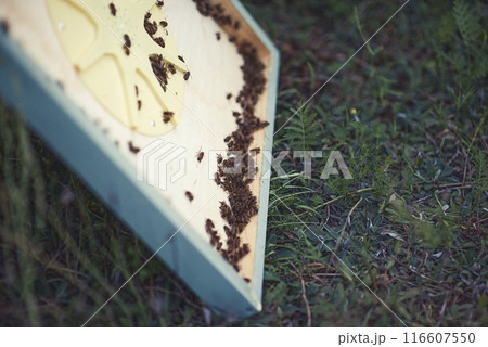 Beekeeper is working with bees and beehives on the apiary. 116607550