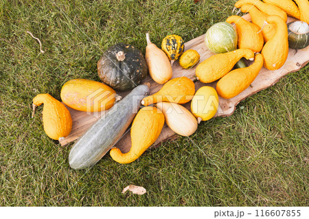 Assorted Squashes and Gourds on Grass Autumn Harvest Seasonal Vegetables. Assorted Squashes and Gourds on Grass Autumn Harvest Seasonal Vegetables. 116607855