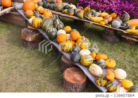 Variety of Colorful Pumpkins and Gourds Displayed on Wooden Tables at Harvest Festival. 116607864