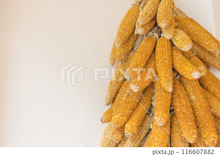Bundle of Harvested Dried Corn Cobs Hanging on White Wall for Autumn Display. 116607882