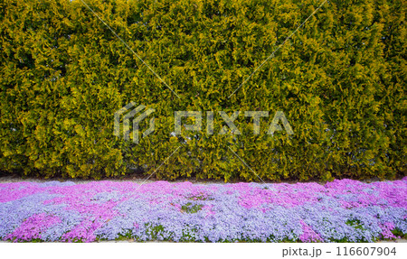 Summer phlox and fir in the garden border 116607904