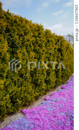 Summer phlox and fir in the garden border 116607905