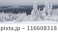 Serene Snowy Scene: Vast Winter Forest with Frosted Trees and Distant Mountains in Winter Wonderland 116608318