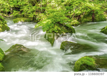 夏の奥入瀬渓流　飛金の流れ　青森県十和田市 116608397