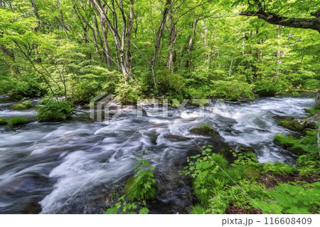 夏の奥入瀬渓流　三乱の流れ　青森県十和田市 116608409