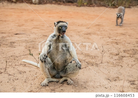 Sifaka lemur (Propithecus verreauxi), Madagascar nature Sifaka lemur (Propithecus verreauxi), Madagascar nature 116608453
