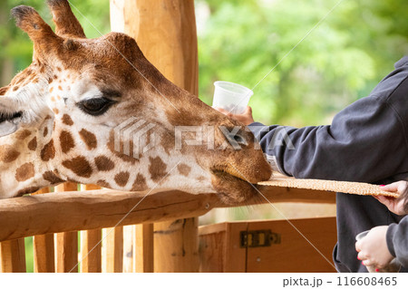 young unrecognizable women hand feeding giraffe 116608465
