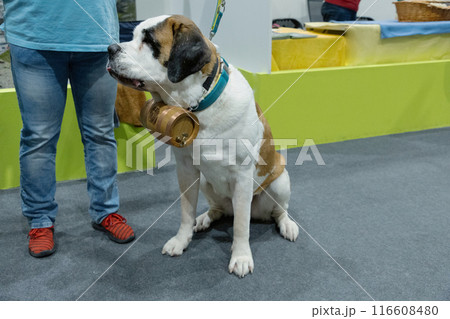 a big beautiful St. Bernard dog with a barrel around his neck next to his human 116608480