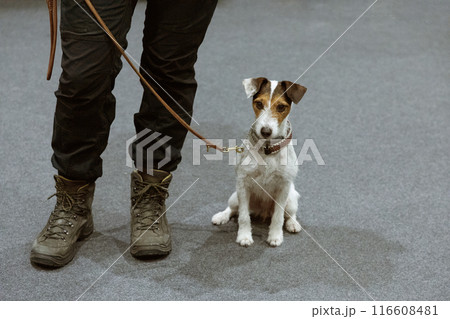 Jack russel terrier with woman Jack russel terrier with woman 116608481