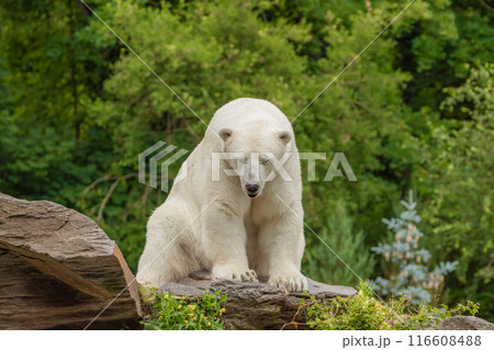 Polar Bear takes a rest Polar Bear takes a rest 116608488