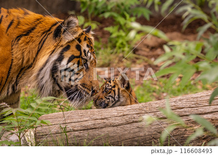 Tiger cubs playing with his mother,sumatra tiger Panthera tigris Tiger cubs playing with his mother,sumatra tiger Panthera tigris 116608493