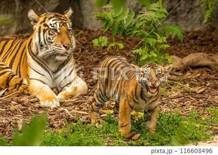 Tiger cubs playing with his mother,sumatra tiger Panthera tigris Tiger cubs playing with his mother,sumatra tiger Panthera tigris 116608496