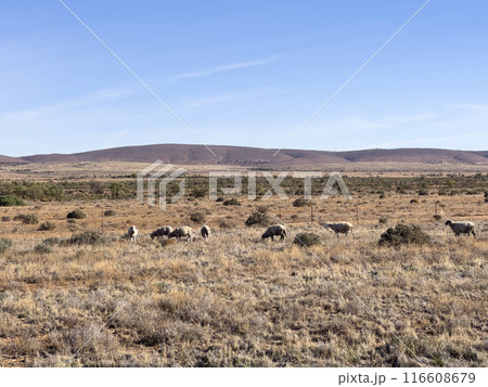 Mountains in the Australian Outback 116608679
