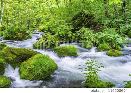 夏の奥入瀬渓流　石ヶ戸の瀬　青森県十和田市 116608694