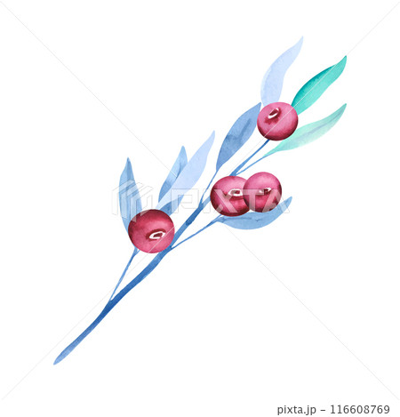 Branches with leaves and berries. Hand drawn Watercolor floral illustration, dusty red berry and blue green foliage. Perfect for greetings, invitations, wrapping paper, textile 116608769
