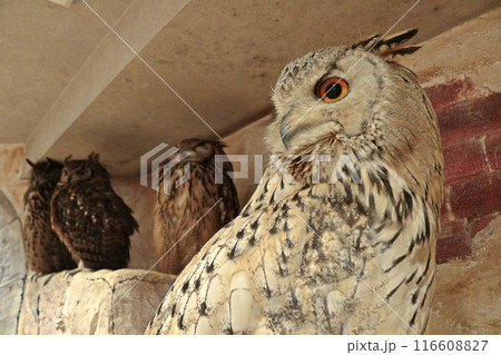 鋭い眼光の鋭い視線 116608827