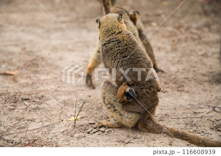 Common brown lemur (Eulemur fulvus) with orange eyes. 116608939
