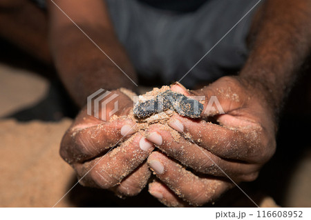 human hands hold newborn sea turtle babies in sand human hands hold newborn sea turtle babies in sand 116608952