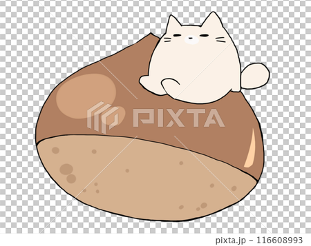 Surprised Cat Surprised Cat 116608993