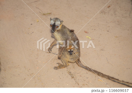 brown lemur (Eulemur fulvus) in Lemur Park, Madagascar 116609037