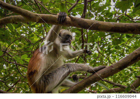 Zanzibar red king colobus closeup Zanzibar red king colobus closeup 116609044