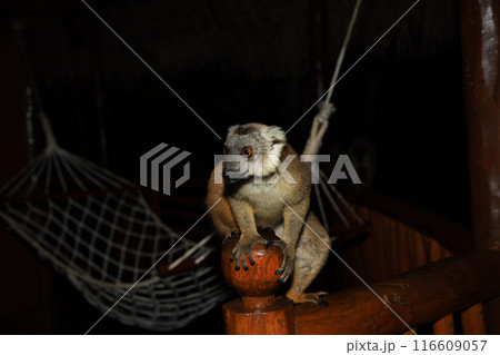 Lemur mischiefs on veranda bungalow and waits for food 116609057