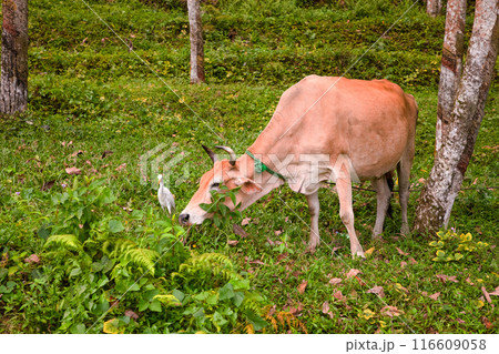 Sri Lankan red cow grazes on green grass in a rubber grove 116609058