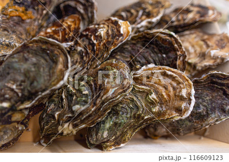 A dozen fresh, closed oysters lie in a wooden box. A dozen fresh, closed oysters lie in a wooden box. 116609123
