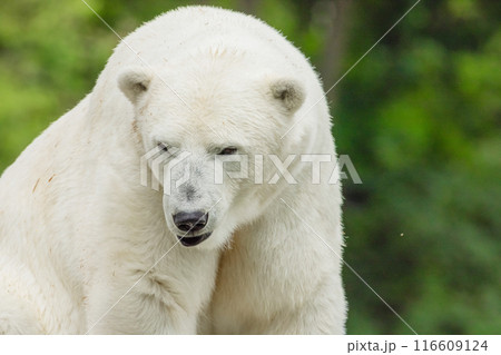 Polar Bear takes a rest Polar Bear takes a rest 116609124