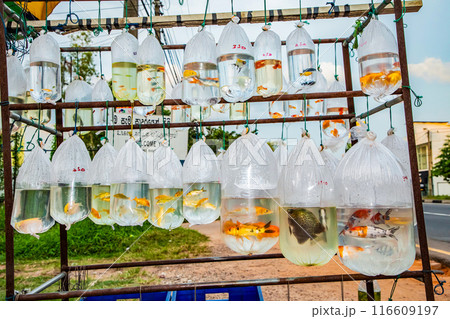 Goldfish fishbowl. aquarium fish for sale 116609197