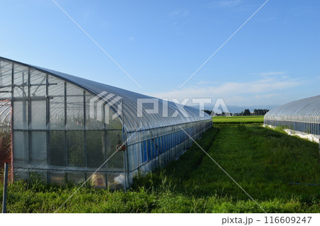 農業用ビニールハウス 116609247