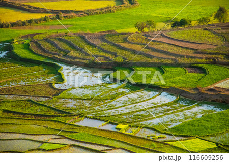 Rice terrasses fields of Madagascar 116609256