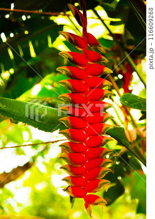 Heliconia rostrata inflorescence (lobster-claws) Heliconia rostrata inflorescence (lobster-claws) 116609268