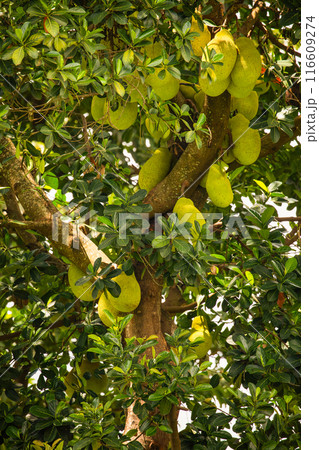 Close up of growing jackfruits 116609274