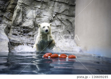 飛び込むホッキョクグマの赤ちゃん 116609285
