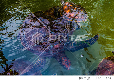 young sea turtles living on farm in Africa under protection. young sea turtles living on farm in Africa under protection. 116609323