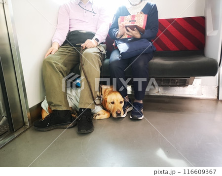 電車内の盲導犬 116609367
