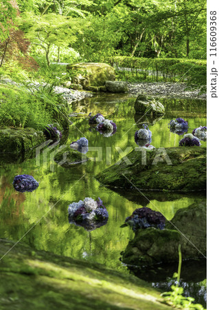 竈門神社 池に浮かぶ紫陽花飾り 竈門神社 池に浮かぶ紫陽花飾り 116609368