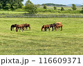 放牧 116609371
